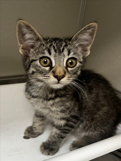 adoptable Cat in Tracy, CA named REHN