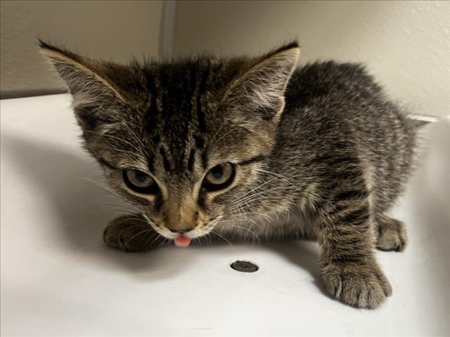 adoptable Cat in Tracy, CA named HARRIS
