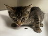 adoptable Cat in tracy, CA named HARRIS