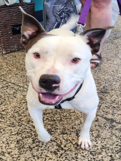 adoptable Dog in Tracy, CA named A045365