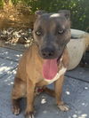 adoptable Dog in  named A045368