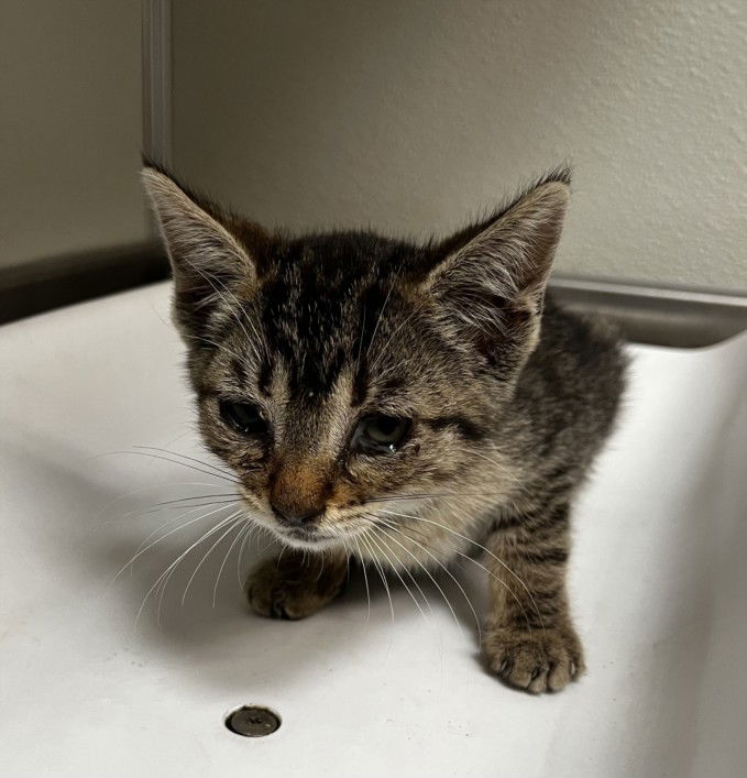 adoptable Cat in Tracy, CA named LILLY