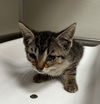 adoptable Cat in tracy, CA named LILLY