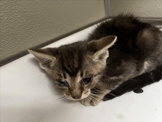 adoptable Cat in Tracy, CA named JESSE