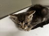 adoptable Cat in tracy, CA named JESSE