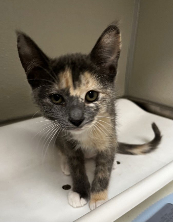 adoptable Cat in Tracy, CA named POPPY