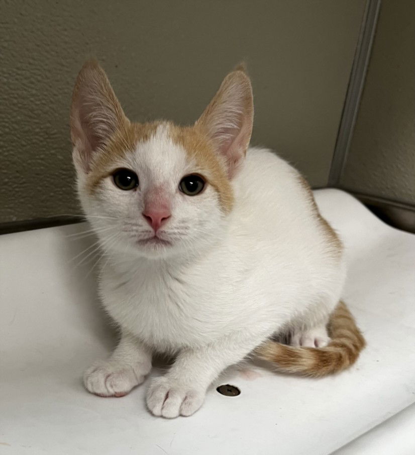 adoptable Cat in Tracy, CA named JAMES