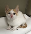 adoptable Cat in tracy, CA named JAMES