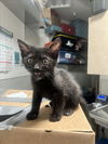 adoptable Cat in tracy, CA named JEANS