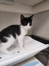 adoptable Cat in tracy, CA named NIMITZ