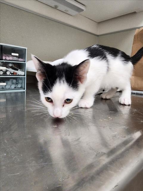 adoptable Cat in Tracy, CA named MACARTHUR