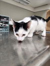 adoptable Cat in tracy, CA named MACARTHUR