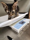 adoptable Cat in  named PATTON