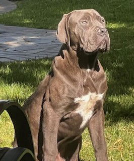 adoptable Dog in Tracy, CA named A045443