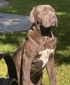 adoptable Dog in  named A045443
