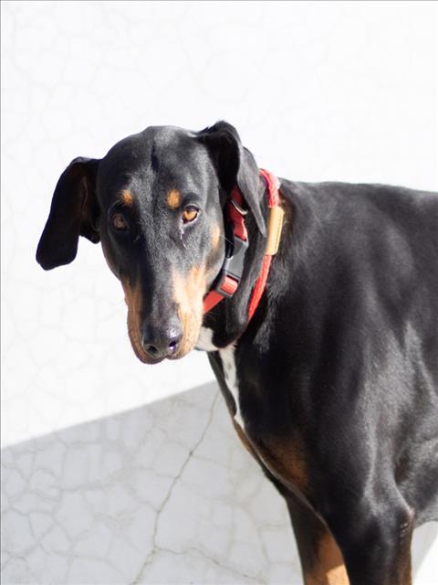 LOLA Image