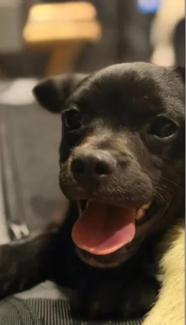Bingo - Chihuahua