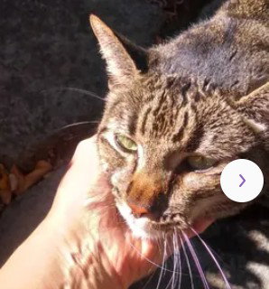 A046272 - Domestic Short Hair available for adoption