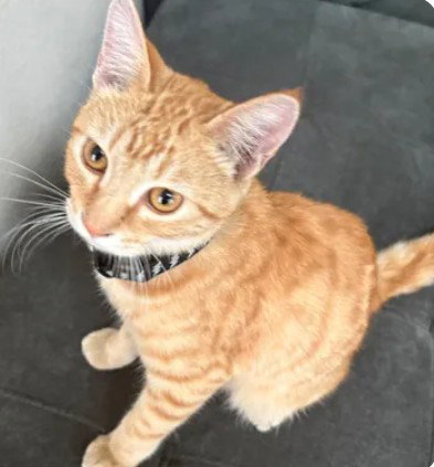 UNKNOWN - Domestic Short Hair available for adoption