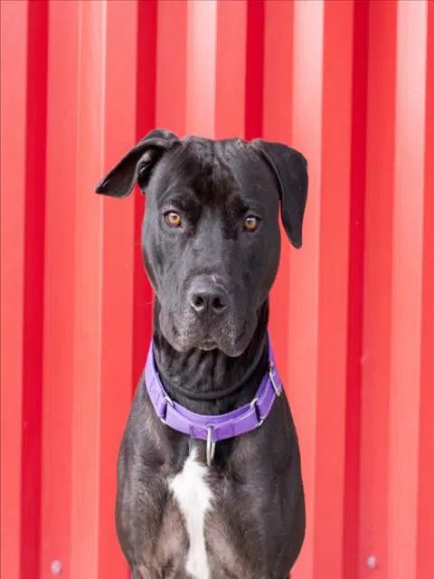 Arbok - Pit Bull Terrier