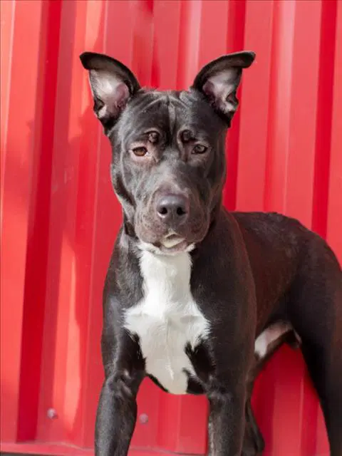 Wonton - Pit Bull Terrier