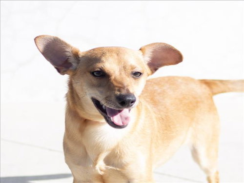 GALWAY, an adoptable Chihuahua in Tracy, CA