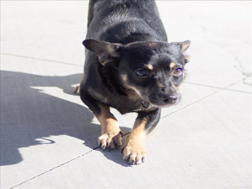DUBLIN, an adoptable Chihuahua in Tracy, CA