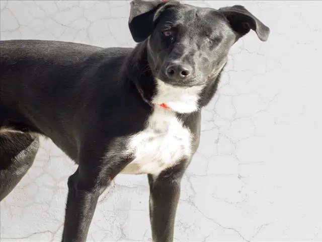 Aclare - Doberman Pinscher