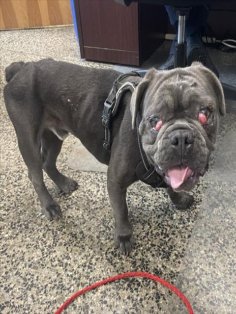IVAN, an adoptable French Bulldog in Tracy, CA