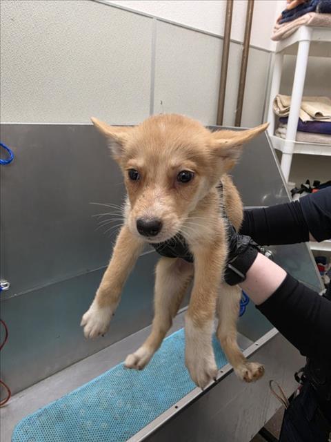 CLARE, an adoptable Siberian Husky in Tracy, CA