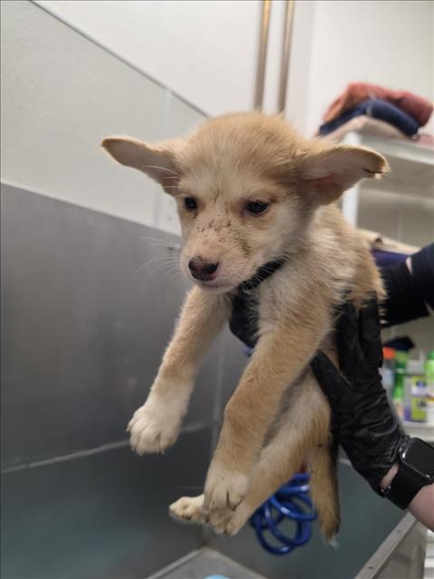 DERRY, an adoptable Siberian Husky in Tracy, CA