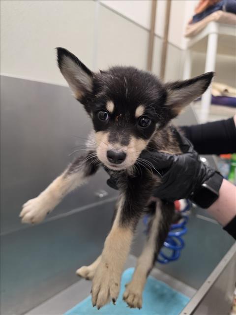 DINGLE, an adoptable Siberian Husky in Tracy, CA