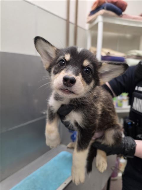 QUIN, an adoptable Siberian Husky in Tracy, CA