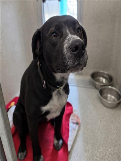 SHANNON, an adoptable Pit Bull Terrier in Tracy, CA