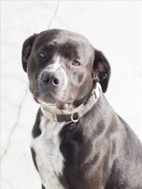 Shannon - Pit Bull Terrier