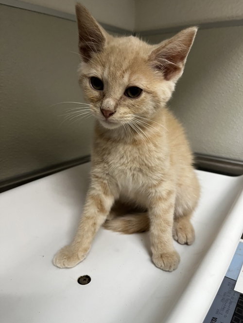 ROOSTER, an adoptable Domestic Short Hair in Tracy, CA