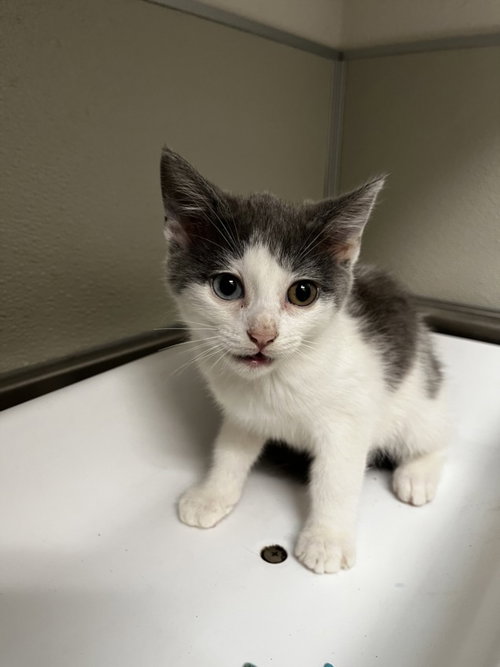 DOVE, an adoptable Domestic Short Hair in Tracy, CA