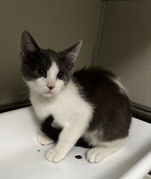 ROBIN, an adoptable Domestic Short Hair in Tracy, CA