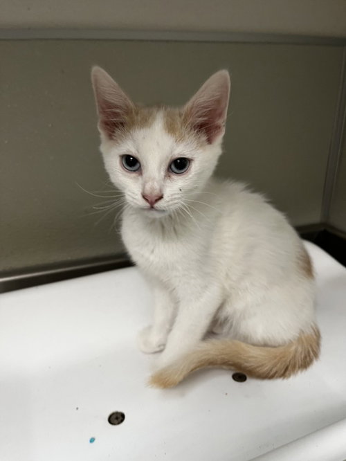 PUFFIN, an adoptable Domestic Short Hair in Tracy, CA