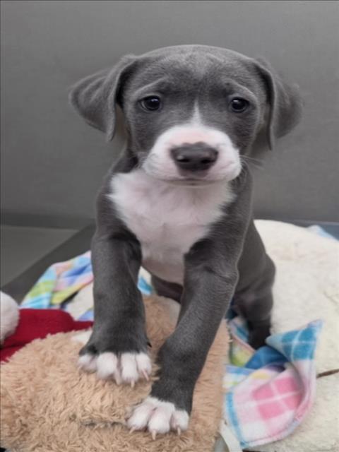 JAY, an adoptable Pit Bull Terrier in Tracy, CA