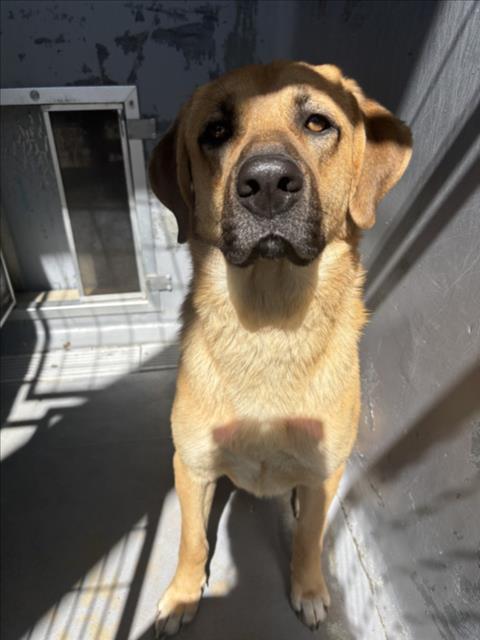 EAGLE, an adoptable Labrador Retriever in Tracy, CA