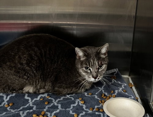 MEL, Senior Domestic Short Hair (medium coat), cat for adoption in Oakley, California