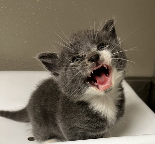 SPARROW, Baby Domestic Short Hair (medium coat), cat for adoption in Oakley, California