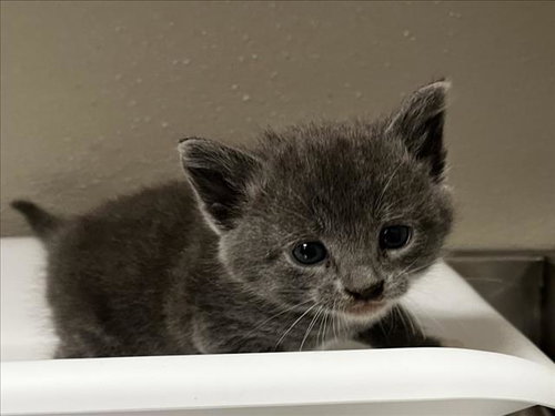 SWIFT, Baby Domestic Short Hair (medium coat), cat for adoption in Oakley, California