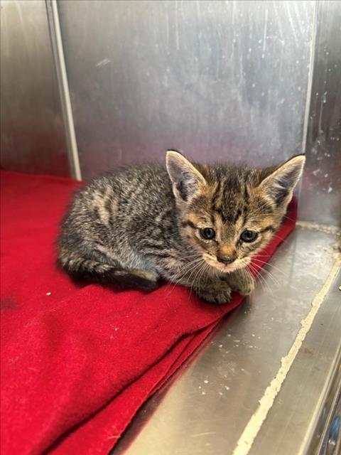 LORY, Baby Domestic Short Hair (medium coat), cat for adoption in Oakley, California