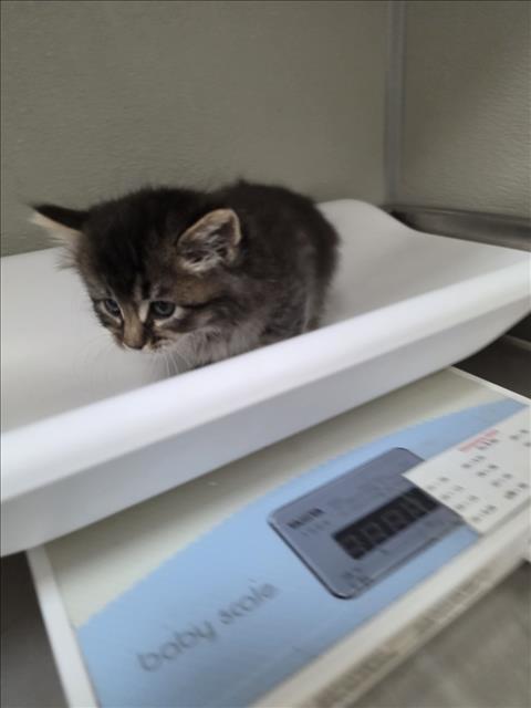 A047190, Adult Domestic Medium Hair (medium coat), cat for adoption in Oakley, California