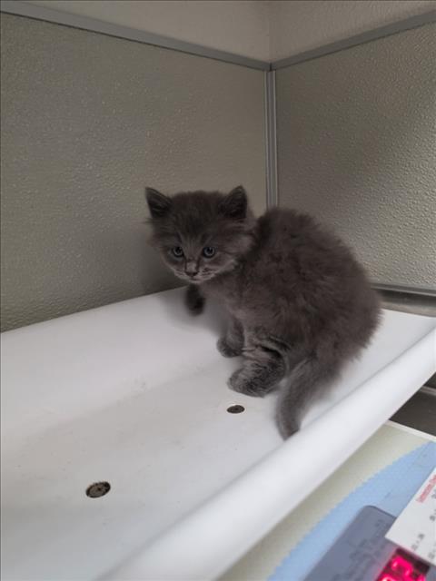 A047191, Adult Domestic Medium Hair (medium coat), cat for adoption in Oakley, California