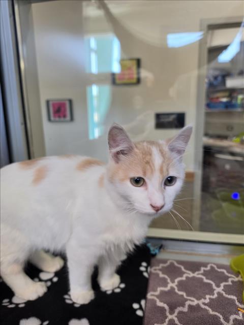 MYNA, Baby Domestic Medium Hair (medium coat), cat for adoption in Oakley, California