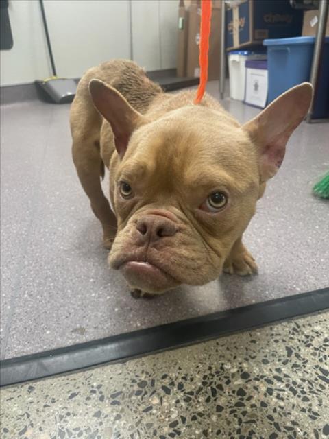 DUCK, an adoptable French Bulldog in Tracy, CA