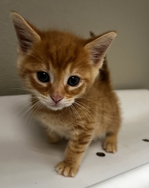 BISCUIT, Baby Domestic Short Hair (medium coat), cat for adoption in Oakley, California